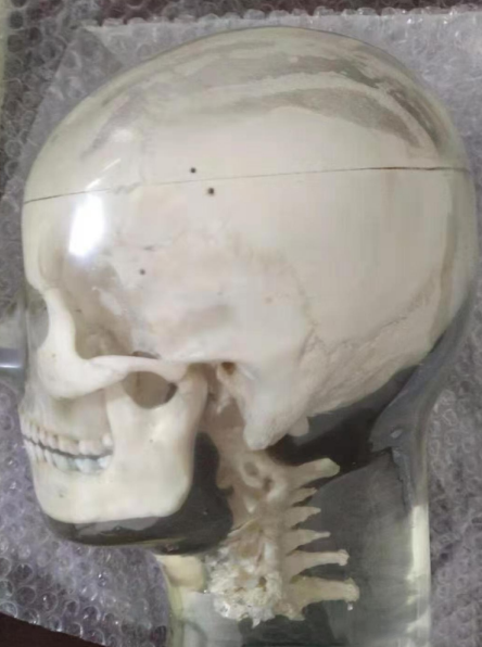 成人頭骨模體